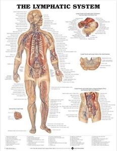 Anatomical Chart Of The Human Body