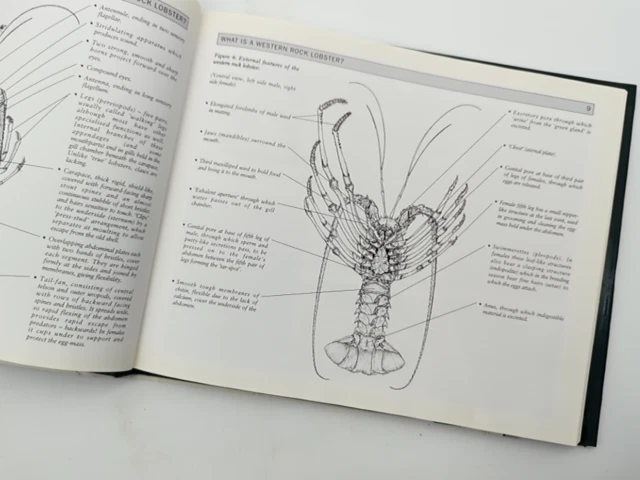 The Western Rock Lobster, Panulirus Cygnus by H Gray, Volume 1 Fishing WA - Image 2 of 4