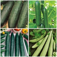 4 verschiedene Gurkensorten Samen Gurken Angebot