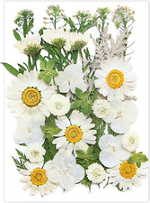 White Dried Pressed Flowers for Crafts, 35Pcs Natural Dried Flower Leaves Bulk f