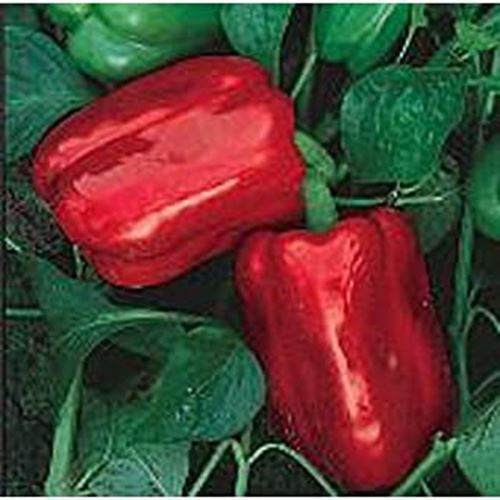 Chinese Giant Sweet Peppers Seeds (25 Seed Packet) (More Heirloom