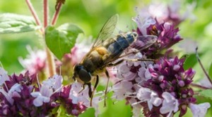 Origanum Vulgare Wild Marjoram seeds Marjolaine Sauvage 10000 Graines d/'Origan