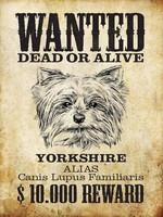 Holzschild 40X30 Cm Hund Wanted Dead Yorkshire Deko Geschenk Holz Schild