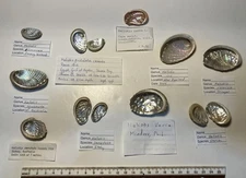 Haliotis sp. collection. 13 shells. 9 species. All in Great Shape