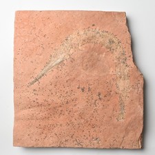 Pesce becco gesso Messico Belonostomus Tlayua Albium calce lastra fossile