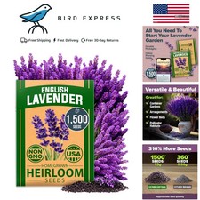 Non-GMO English Lavender Seeds for Indoor Outdoor Garden Pollinator Attracting