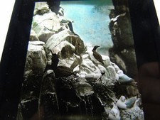 ANTIQUE REAL PHOTOGRAPH ANIMAL BIRD MAGIC LANTERN SLIDE KITTIWAKES STAPLE ISLAND