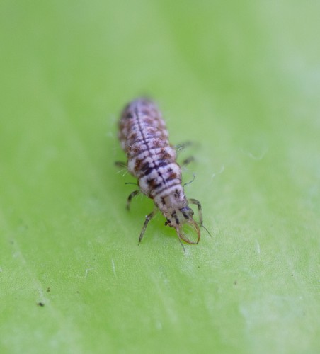 Green Lacewing Eggs in Rice Hulls - 1,000 Count - Aphid Exterminator - Picture 9 of 9