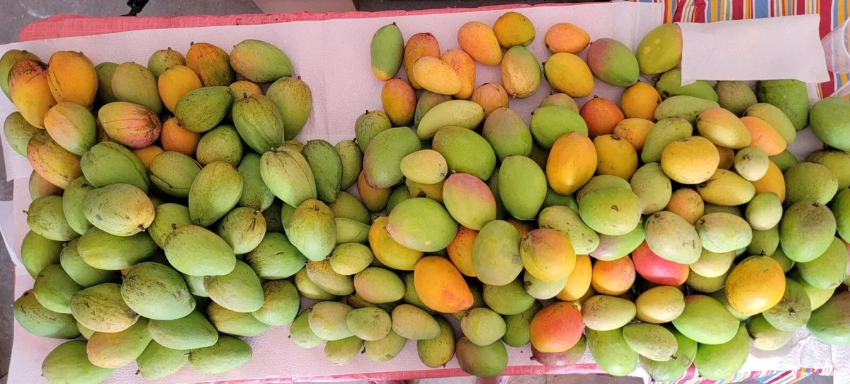 The 4 Best Mango Varieties​