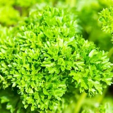 Curled Parsley - Seeds - Organic - Non Gmo - Heirloom Seeds – Herb Seeds