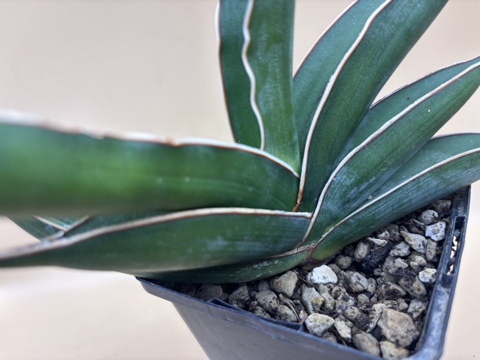 Sansevieria Almond Blue | eBay