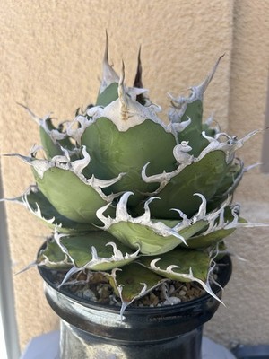 Agave titanota | eBay