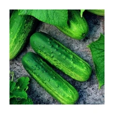 Cucumber Seeds for Planting – 50 Non-GMO Heirloom Garden Seeds, Plant & Gr