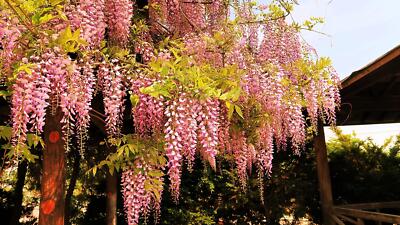 wisteria floribunda white Wisteria floribunda Alba ( Syn; Wisteria floribunda 'Longissima Alba'