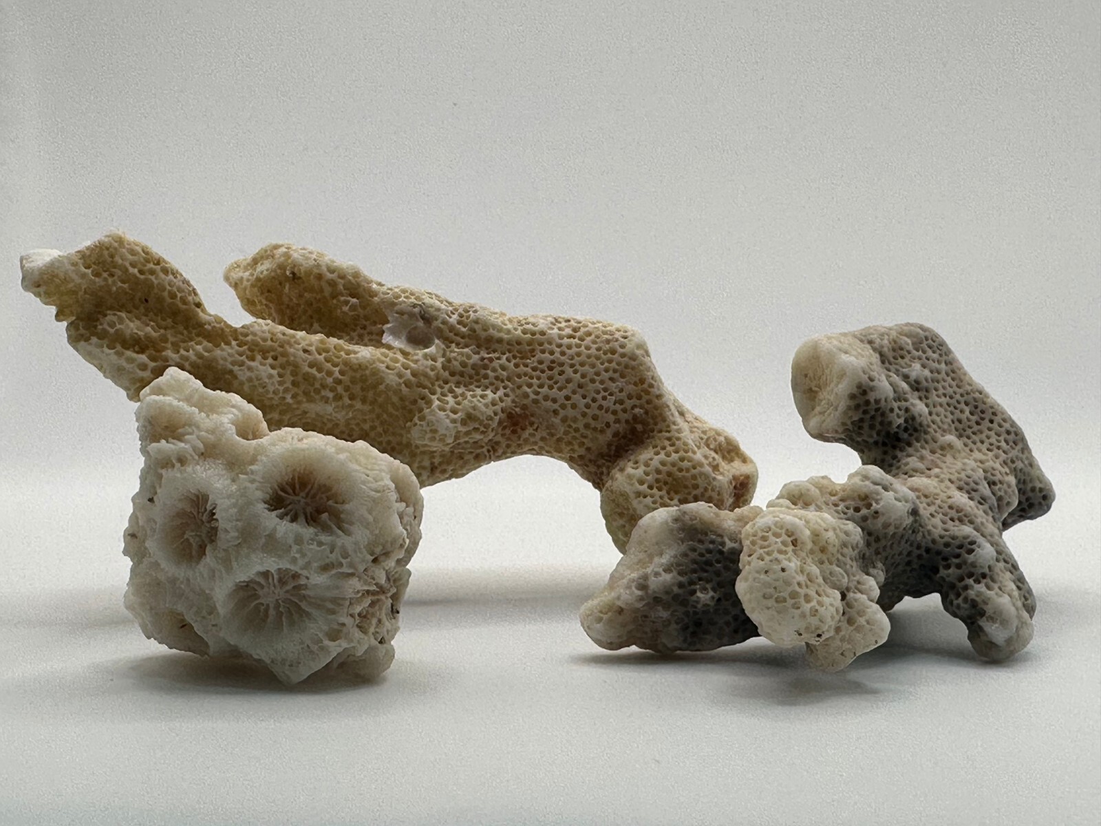 Pure Unique Natural Dead Sea Stones Coral Reef Fossils Four Small Rocks