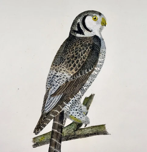 1846 HAWK OWL Ornithology - Brown hand coloured Large Folio (36cm)