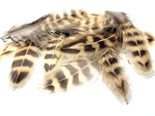 BARRED FOWL FEATHERS - BROWN/ TAN - TAILS - 12 pc. - Fly Tying Materials - NEW!