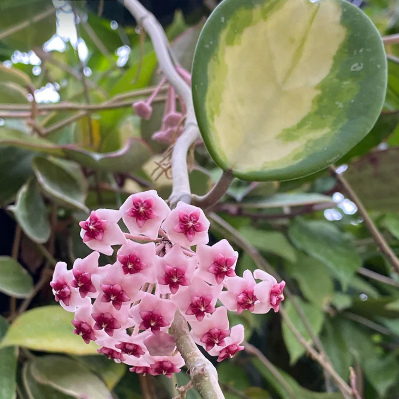 AU STOCK HOYA 'VARIEGATED OBOVATA CHIMERA "-PLANTS ROOTED SUCCULENT 18-47
Opens in a new window or t