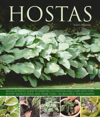 Hostas by Andrew Mikolajski (Paperback Book)