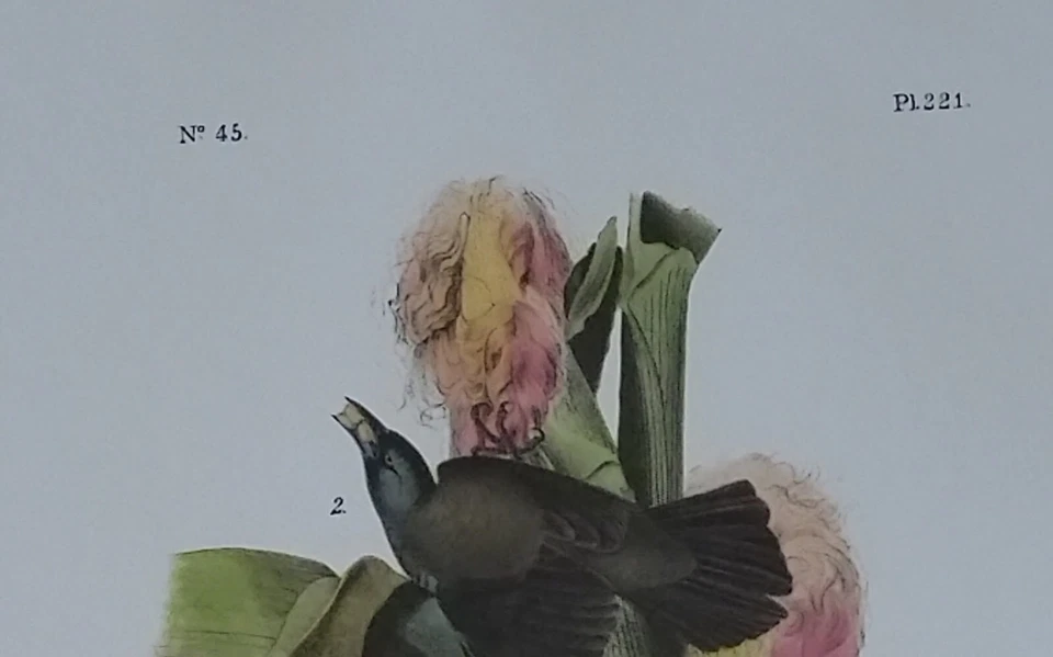 Audubon Octavo "Common Purple Crow Blackbird" Pl 221 Birds of America Book Print - Image 4 of 4