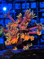 CE- WYSIWYG Iron Man Rainbow Goni Frag - Live Coral LPS SPS #RZC6