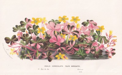 Oxalis Corniculata Sauerklee Klee woodsorrel botany Botanik Houtte Lithographie