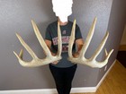 Big Matched Set Whitetail Deer Antlers Sheds Wild Horns 180”+ Trophy Self Stands