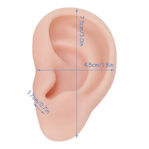 Silicone Ear Model 1 Pair Soft Ear Model, Human Ear Model Flexible Fake Ear S... image 2