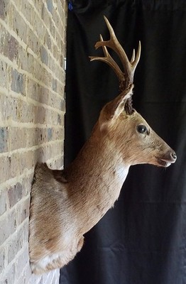 Extra Large Mongolian/Siberian Roe Deer Shoulder mount   Hard to Find