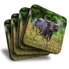 Set of 4 Square Coasters - Water Buffalo Wild Animal  #12766