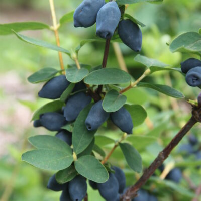 Lonicera caerulea - Honeyberry - Siberian blueberry (- 28 degree) Hardy  Zone 3 | eBay