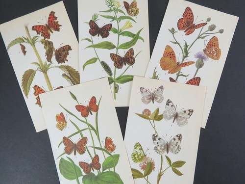 Vintage Butterfly Prints – 5 Botanical Book Pages for DIY Junk Journal & Collage