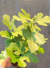 Fig Tree Desert King - 2 Plant Set - Hardy Fruit Tree Sweet Figs