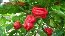 15 Seeds Trinidad SR 7 Pod CONGO Gigantic Red Extreme hot pepper RARE Big Large