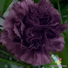 200+ Grenadin King of Blacks Carnation Seeds for Garden - USA - FREE SHIPPING!
