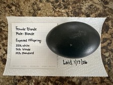 2 Fertile Emu Eggs   Hatching Egg  Farm Fresh  Carefully Collected  Shipped