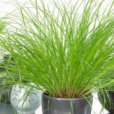 Cyperus Zumula - Cat Grass | Compact Evergreen Plant | 20-30cm Houseplant