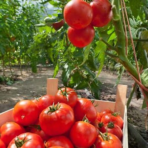 Marglobe Tomatoes - Seeds - Organic - Non Gmo - Heirloom Seeds – Vegetable Seeds
