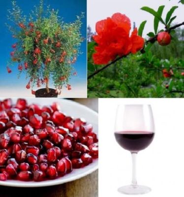 Granatapfel Baum exotische groe Pflanzen fr drinnen Exot essbare  Zimmerpflanze | eBay.de
