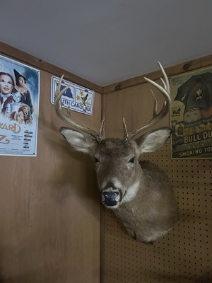 #ad #ad whitetail deer shoulder mount 10 point $225.00