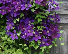 Purple Clematis Seeds for Planting - Clematis occidentalis