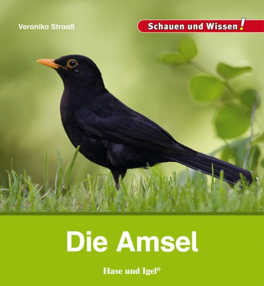 Thumbnail - Die Amsel Veronika Straaß