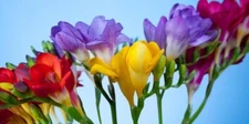 Freesia Flower Bulbs