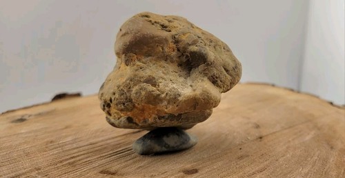 Bird Skull fossil in Stone Matrix Permineralized Compression Fossil - Picture 10 of 22