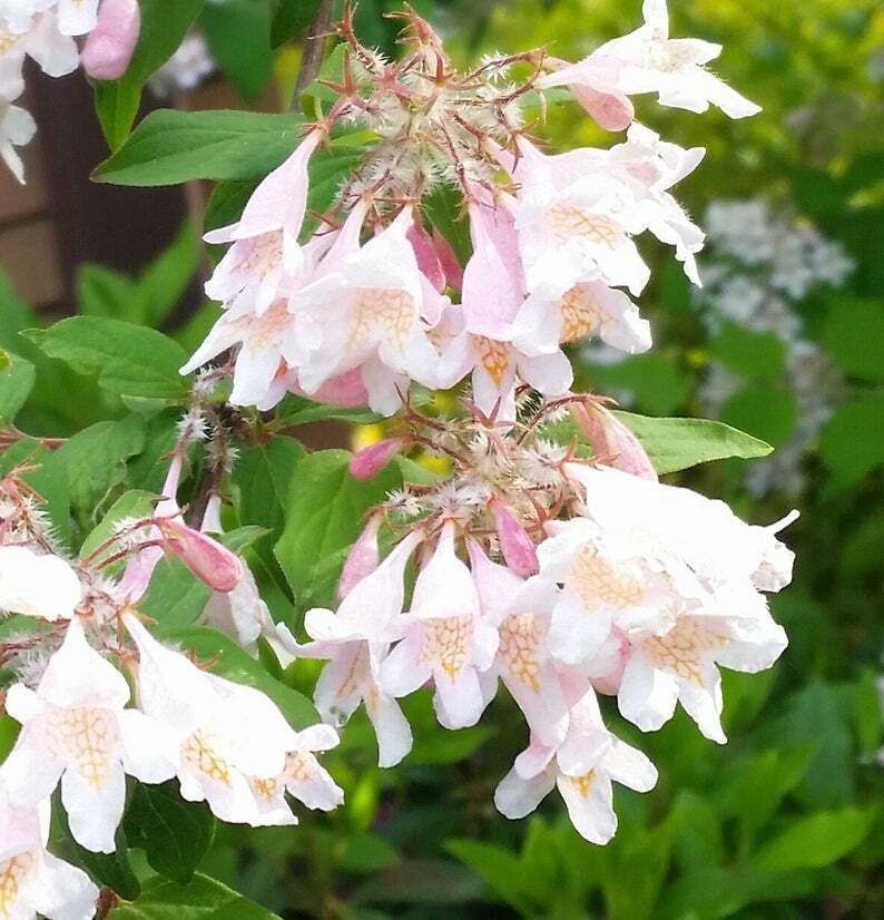 Buy Kolkwitzia Amabilis: Beauty Bush Seeds Online In USA, Kolkwitzia - Foto 5