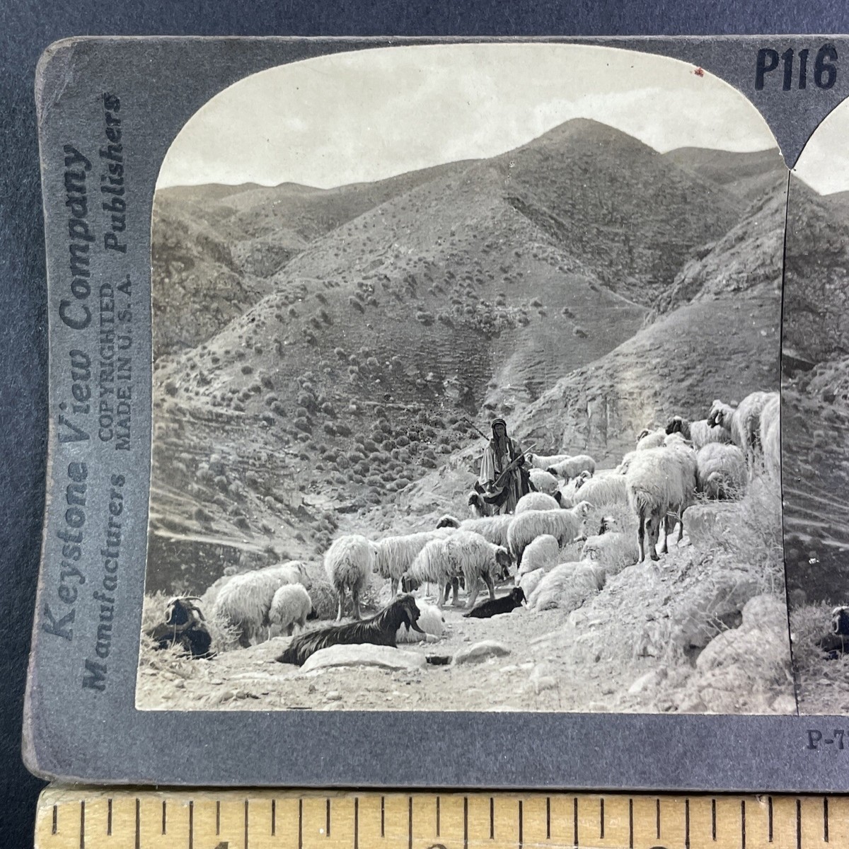 Herding Sheep Mountains of Judea Israel Palestine Stereoview c1900