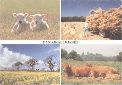 Pastoral Dorset Postkarte - Lämmer, Ernte, Rapsfeld, Rinder 1989 UK