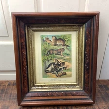 Antique Chromolithograph Carnivor Plate XI Chinese Malay Cats Victorian Frame