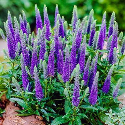 VERONICA SPICATA (5000 SEEDS) SPIKED SPEEDWELL - PERENNIAL ROCKERY
