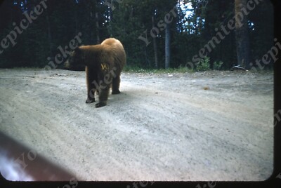 sl03 Slide 1950 s Red Kodachrome Yosemite Natl Park Bear roadside 222a